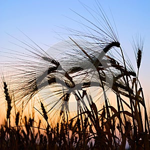 Wheat ears