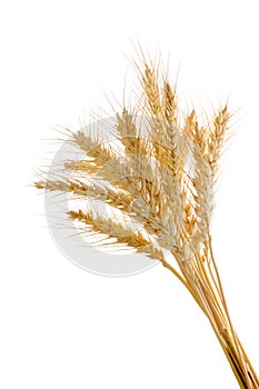 Wheat ears