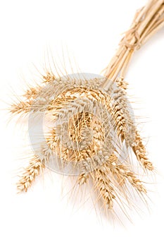 Wheat ears