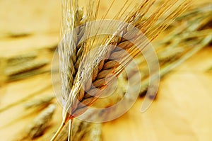 Wheat ears