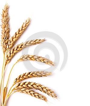 Wheat ears