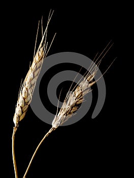 Wheat ears