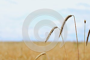 Wheat ears against the background of the golden field and the blue sky