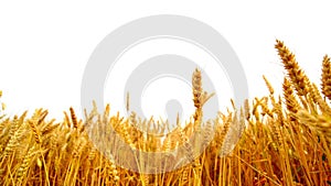 Wheat ears in the agricultural cultivated field over white background.