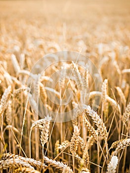 Wheat ears background