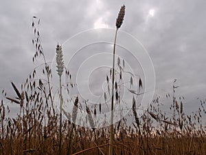 Wheat ears on the background of a gloomy sky