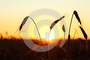 Wheat ears on the background of sunset, sunrise over the field. The silhouette of ripe rye