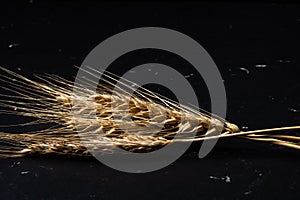 Wheat ears on the black background - cereals for bakery, flour production
