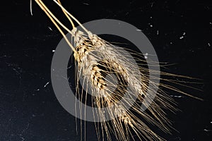 Wheat ears on the black background - cereals for bakery, flour production