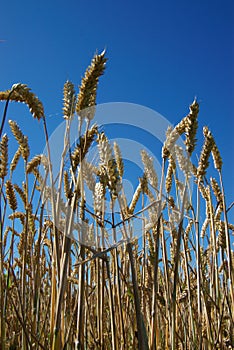 Wheat ears in blue sky