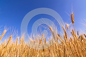 Wheat ears and blue sky.