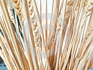 Wheat ears on a burlap background, Close-up of wheat straws