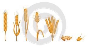 Wheat Ears, Cereal Spikes, Stalks and Seeds. Bread Farm Raw Production, Organic Food, Graphic Design Elements for Bakery
