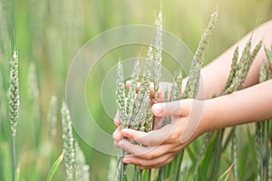 Wheat ears in children hands.Harvest concept. Abstract nature background.