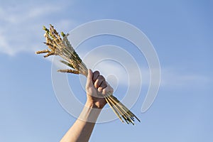 Wheat ears close-up against the background of the setting sun, blue sky and sunlight. The hand holds a bouquet of