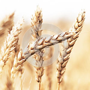 Wheat ears