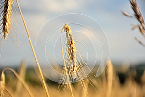 Wheat ears close-up view