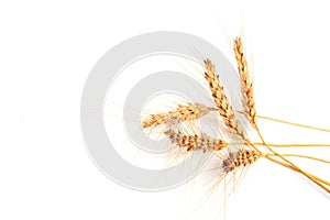 Wheat ears close up on white background