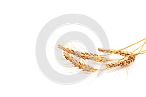 Wheat ears close up on white background