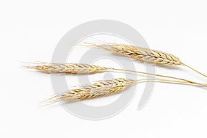 Wheat ears, composition for your design a white background