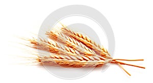 Wheat ears corn isolated on a white background