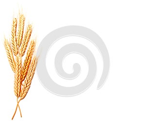 Wheat ears corn isolated on a white background