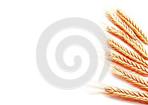 Wheat ears corn isolated on a white background