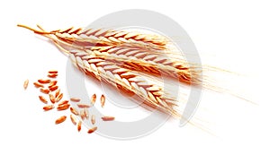 Wheat ears corn isolated on a white background