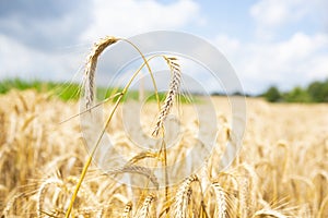 Wheat ears on a cornfield