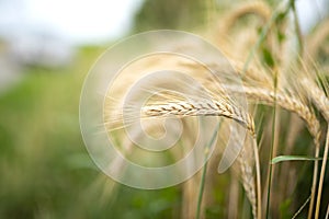 Wheat ears on a cornfield