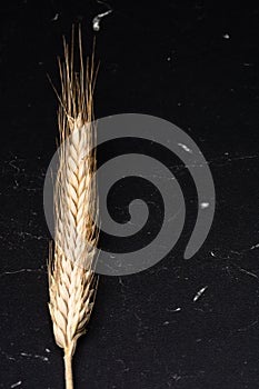 Wheat ears detail. Cereals for backery, flour production