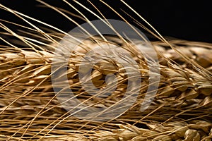 Wheat ears detail. Cereals for backery, flour production