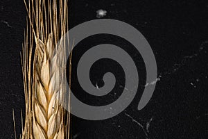 Wheat ears detail. Cereals for backery, flour production