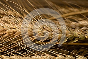 Wheat ears detail. Cereals for backery, flour production