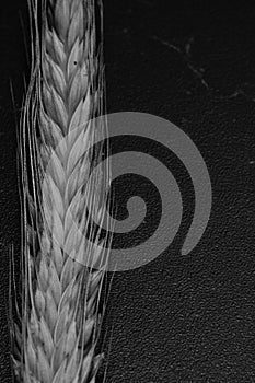 Wheat ears detail. Cereals for backery, flour production