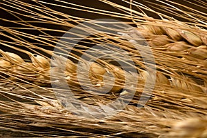 Wheat ears detail. Cereals for backery, flour production