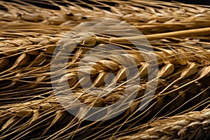 Wheat ears detail. Cereals for backery, flour production