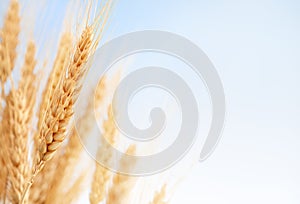 Wheat ears in the farm