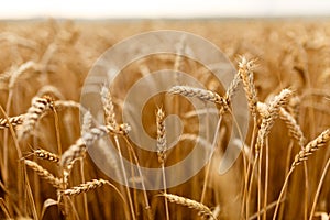 Wheat ears at the farm field, shallow depth of field.
