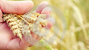 Wheat ears in farmer hands close up on field in slowmotion. 1920x1080