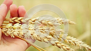Wheat ears in farmer hands close up on field in slowmotion. 1920x1080