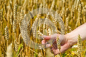 The wheat ears in farmer& x27;s hands close-up. Harvesting