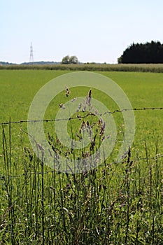 Wheat ears in a field
