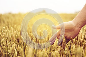 Wheat ears field