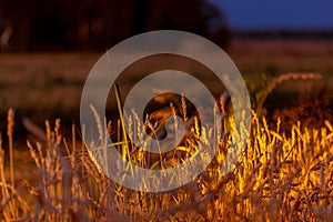 Wheat ears in the field illuminated in the dark by the headlights of a car