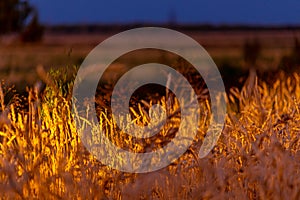 Wheat ears in the field illuminated in the dark by the headlights of a car