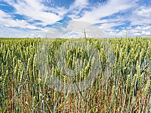 wheat ears on field in Picardy region of France