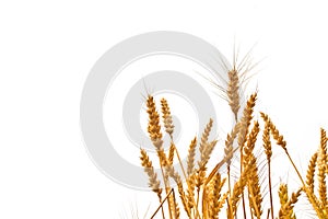 Wheat ears in the field on white background