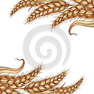 Wheat ears frame in watercolor