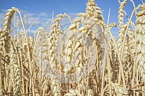 Wheat ears full of grains at cereal field over blue sky